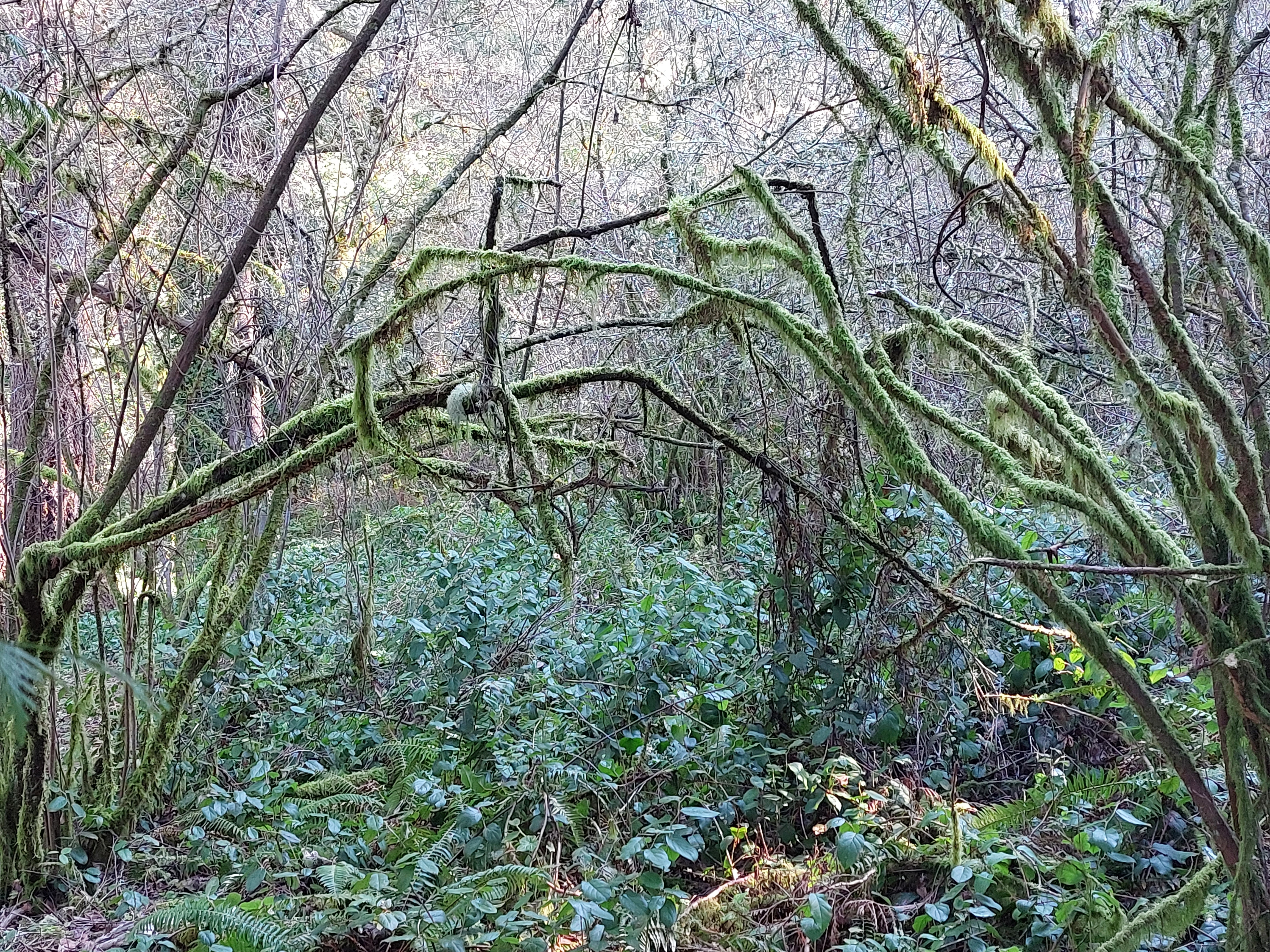 Mossy archway